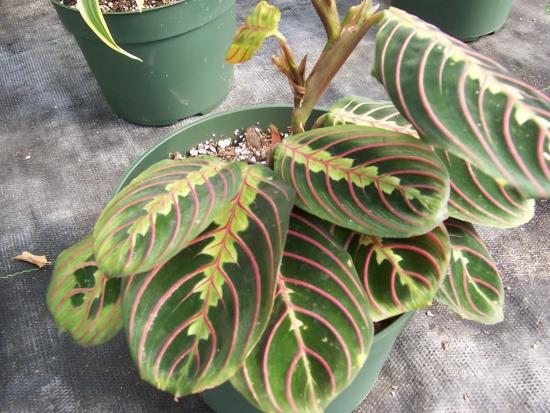 noolejuure sordid