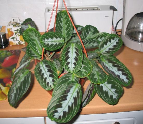 noolejuur