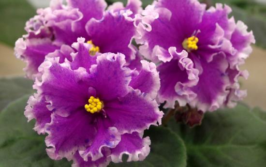 Violetne julge peotüdruk