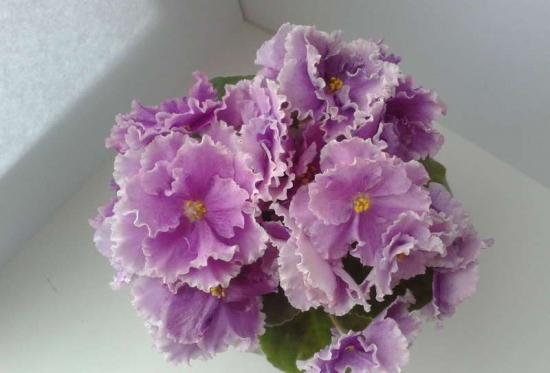 Violetne julge peotüdruk