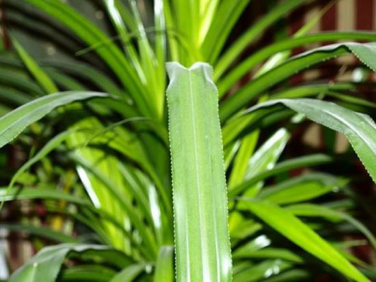pandan