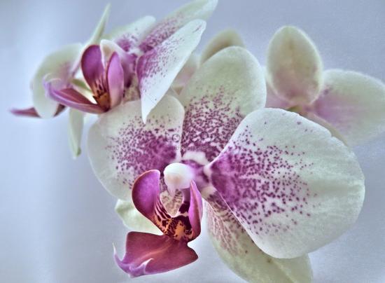 orchidea