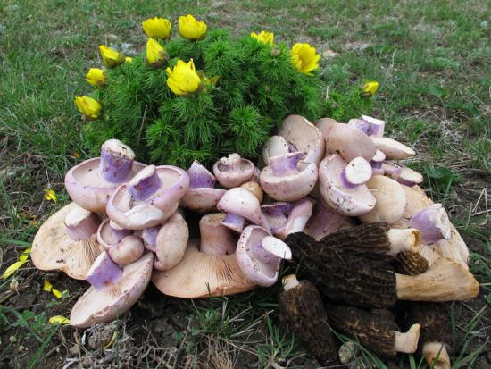 paplirea ettevalmistamine