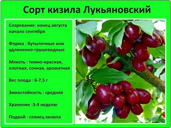 koerapuu sort Lukyanovsky