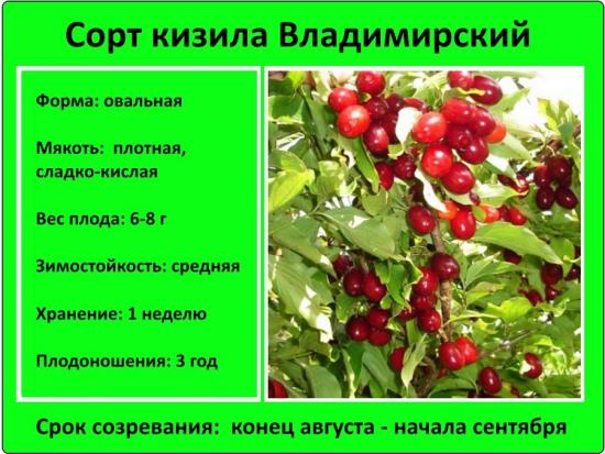 koerapuu sort Vladimirovsky
