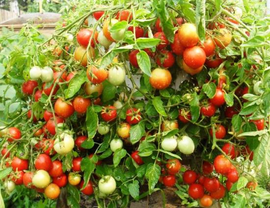 tomatite plahvatus