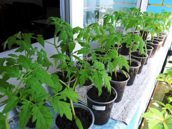 seemikute kasvatamise meetod tomatite kasvatamiseks
