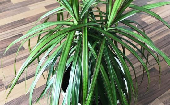 Dracaena marginata
