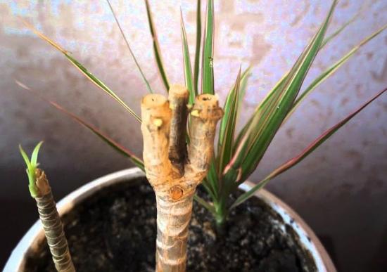 dracaena paljundamine