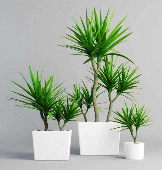 Dracaena marginata hooldus