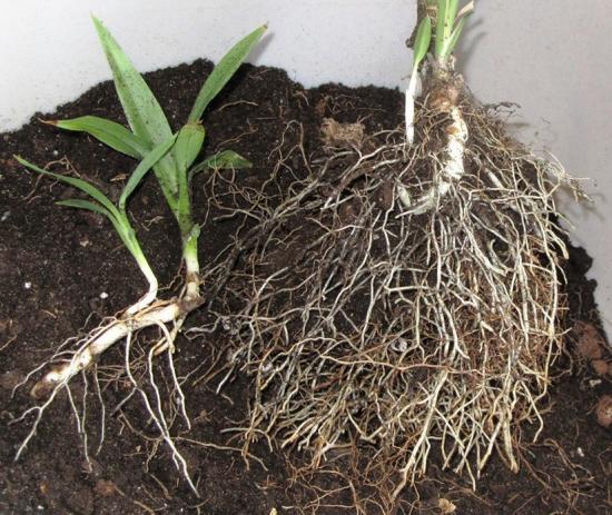 dracaena siirdamine