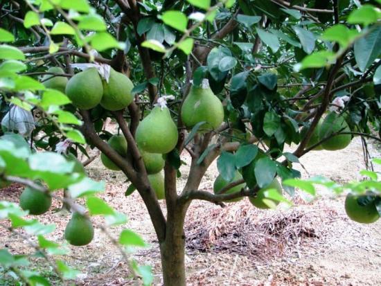 pomelo