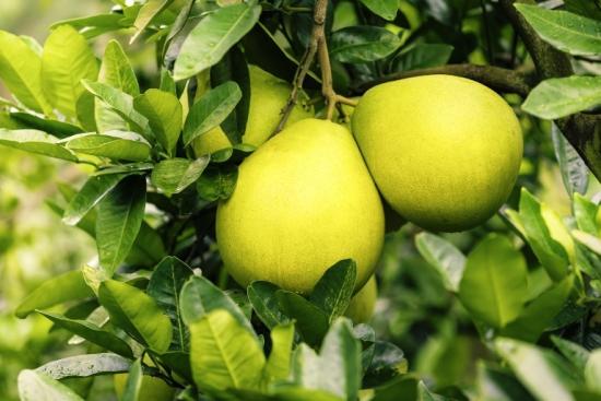 à quoi ressemble un pomelo