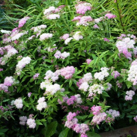 spirea 