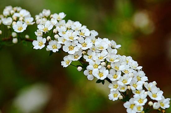spirea õitsemine