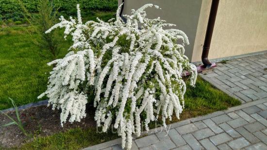 spirea hall
