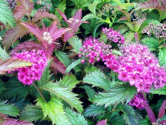 spirea
