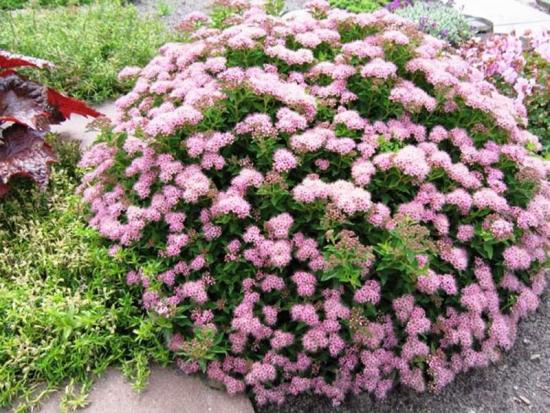 spirea põõsad maastikukujunduses