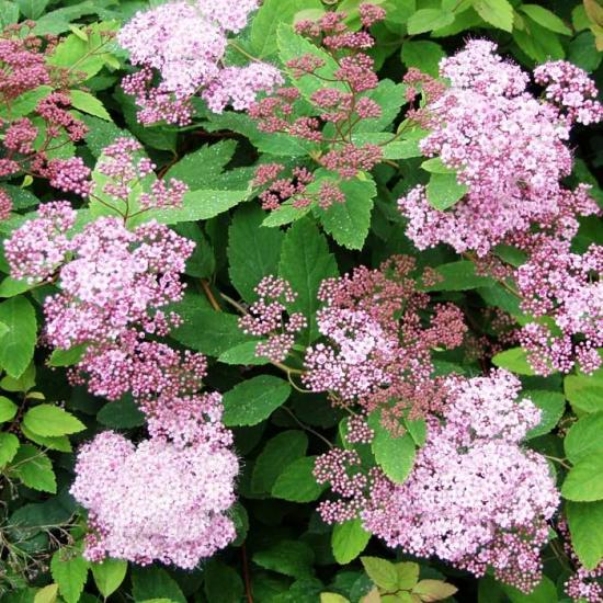spirea liigid