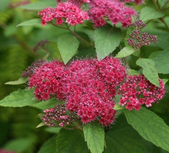 spirea