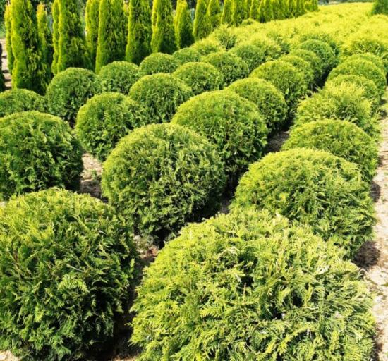 Thuja occidentalis kuldne maakera lasteaias