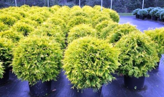 thuja occidentalis kuldne maakera pottides