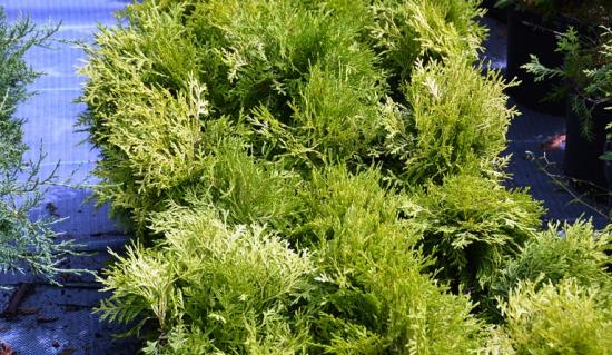 thuja occidentalis kuldse gloobuse kirjeldus ja foto