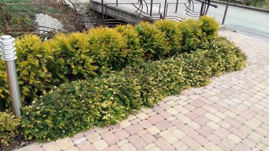 thuja occidentalis kuldne maakera mööda radu