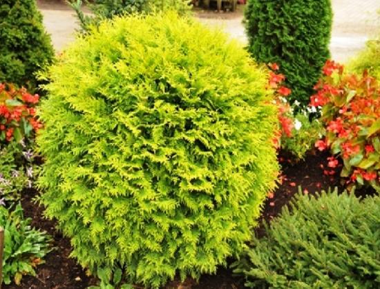Thuja occidentalis kuldne maakera lillede seas