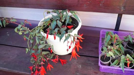 Boliivia begoonia kasvatamine seemnetest