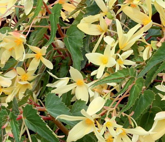 Boliivia begoonia sordid