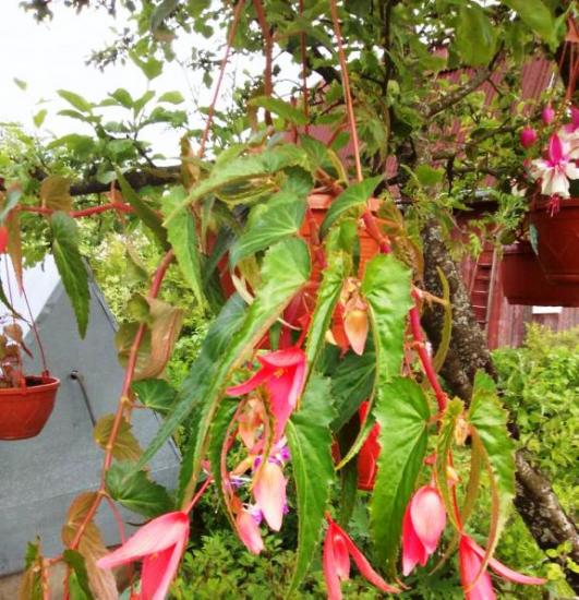 boliivia begoonia