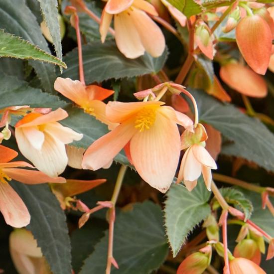 boliivia begoonia