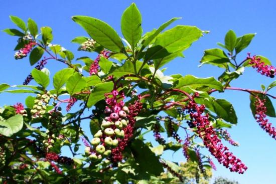 phytolacca
