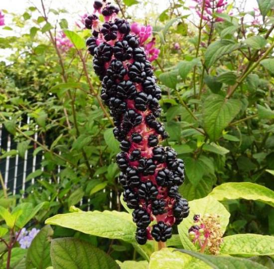 phytolacca lacconus marjad