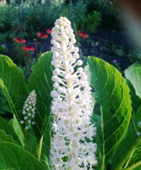 Phytolacca õitseb