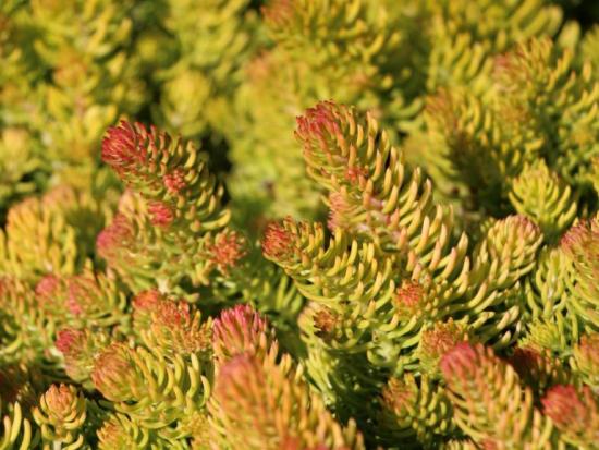 ilus sedum