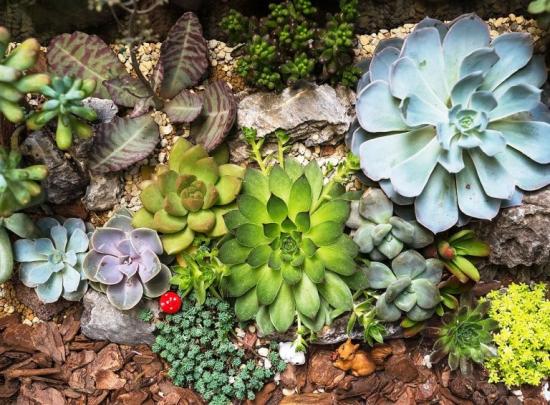 Sedum reflexum, sordid