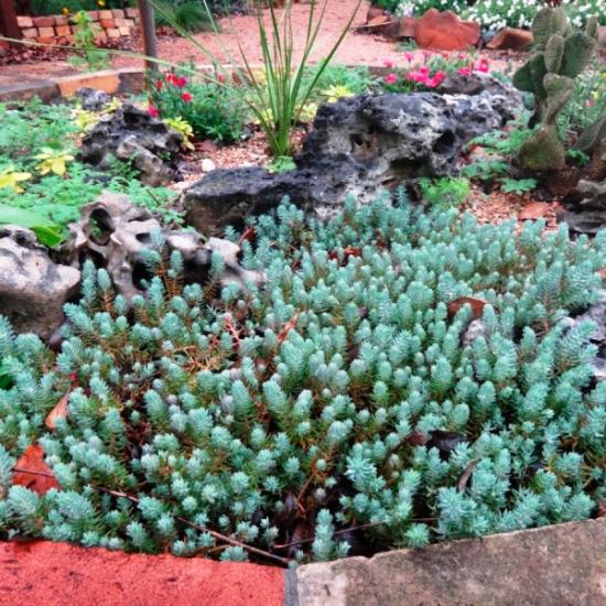 sedum