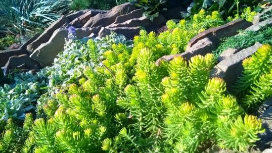 sedum maastikukujunduses