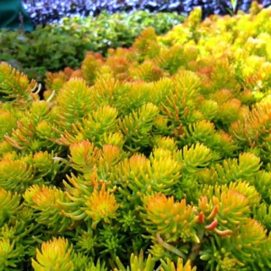 sedum refleks