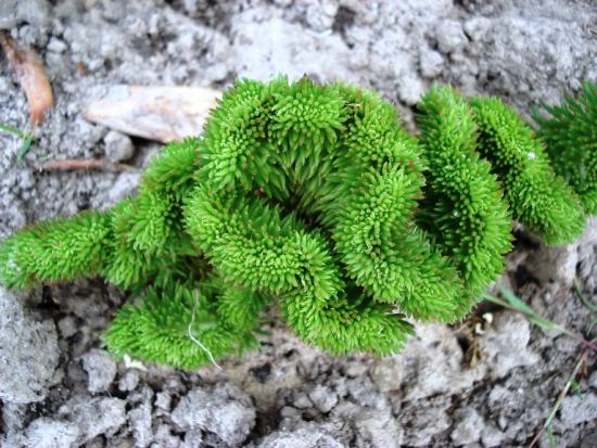 kivine sedum