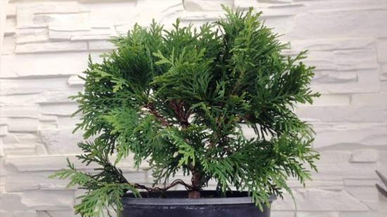 thuja bonsai kodus