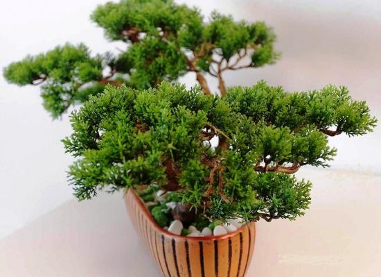 thuja bonsai