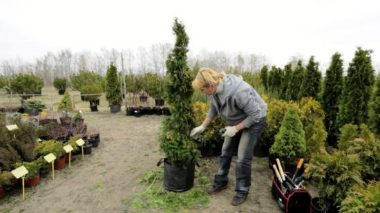 Thuja bonsai aias