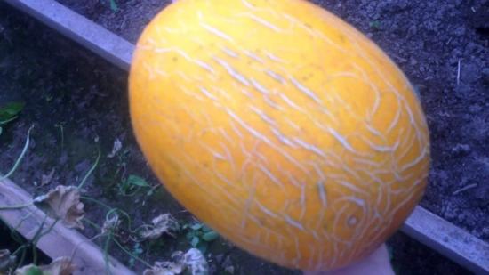 melonisaak Altai sort