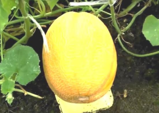 melonite kasvatamine