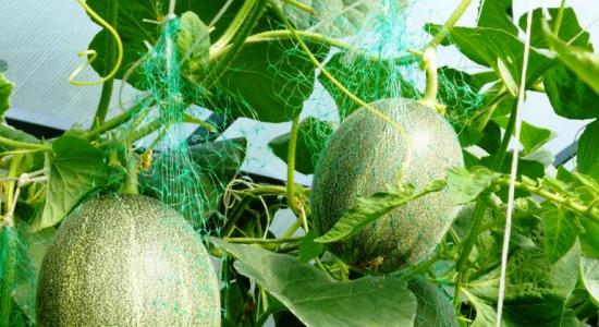 melonite kasvatamine kasvuhoones