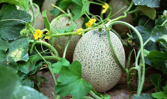 Altai meloni kasvatamine avamaal
