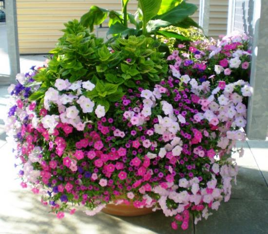 ampeliczna petunia, mieszanka, uprawa
